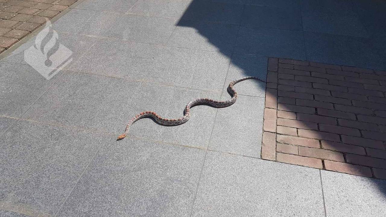 De slang. (Foto: Politie Boxmeer)