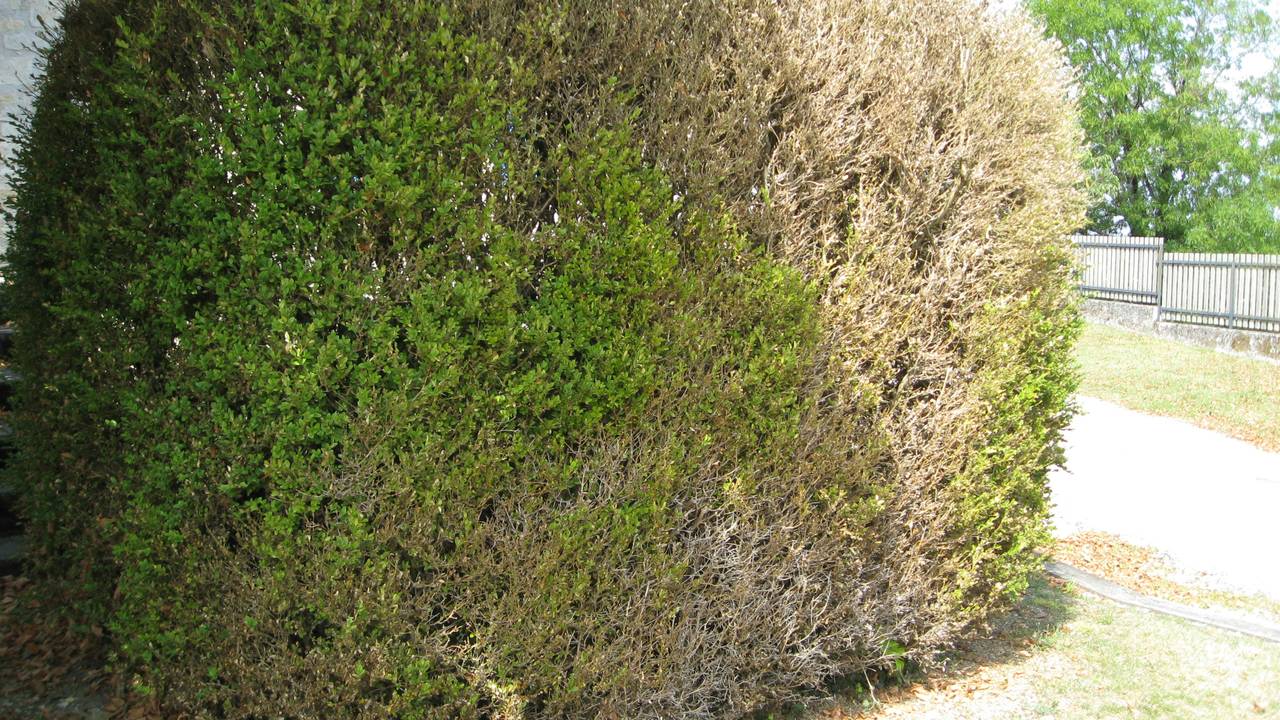 Een aangevreten buxushaag. (Foto: Kitty Zengers)