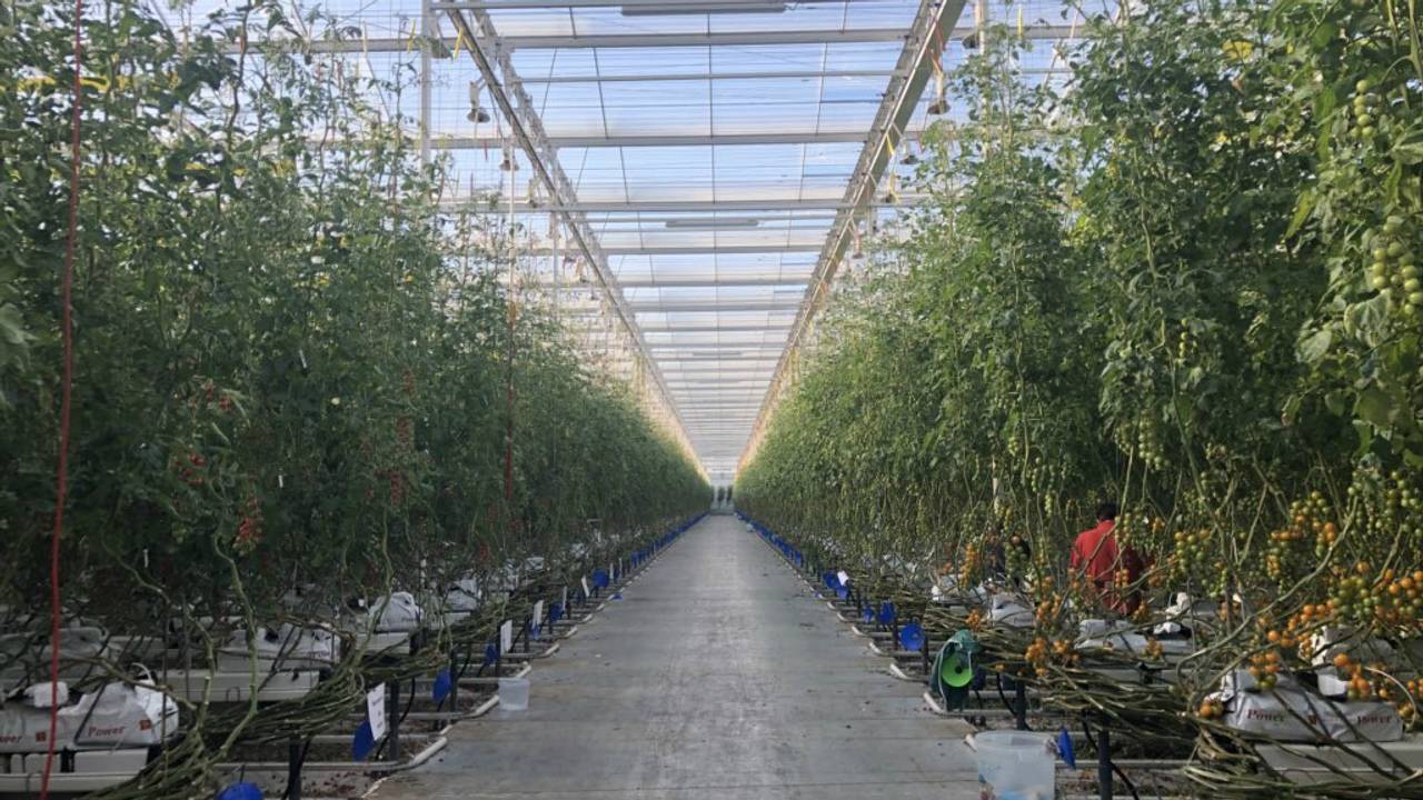 De kas van GreenCo is weer herbouwd. (Foto: René van Hoof)