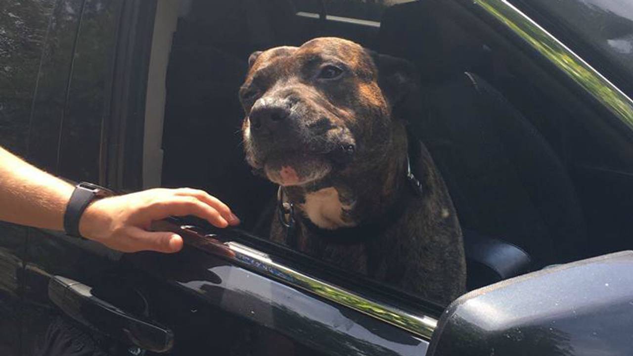 Amor neemt afscheid. (Foto: Dierenopvangcentrum HoKaZo).