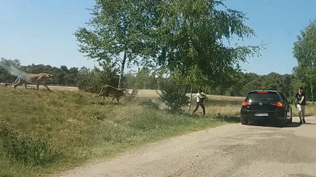 De Franse toeristen tussen de jachtluipaarden