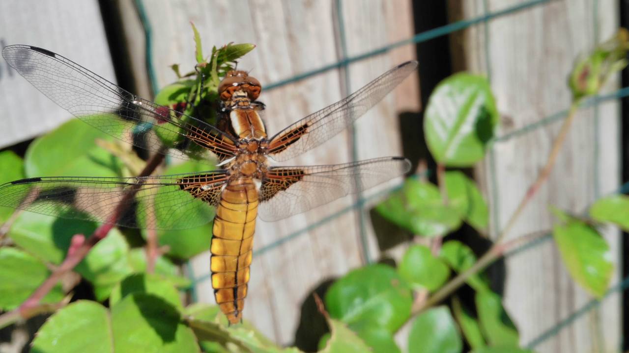 Een platbuik. (Foto: Toos Schelle)