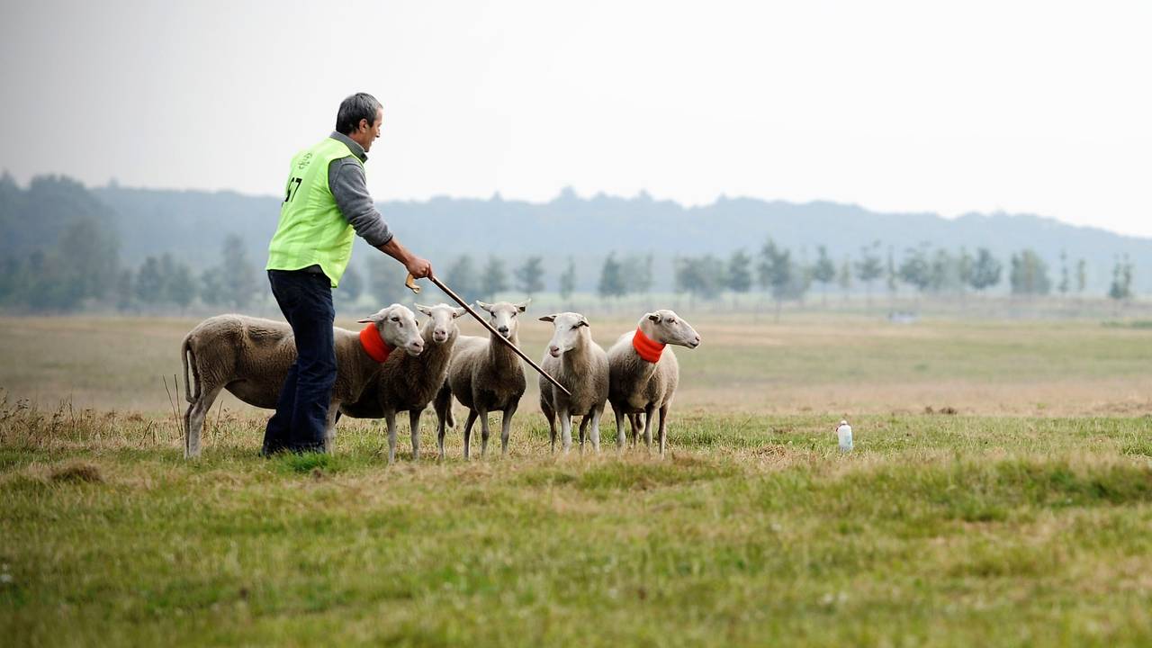 Een schaapherder aan het werk. (Foto: ANP)