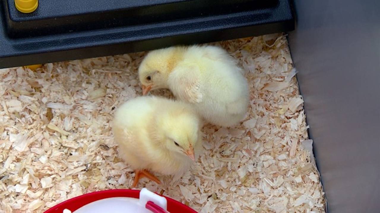 Toen Tikkie, Takkie en Tokkie nog kuikens waren (Foto: archief).