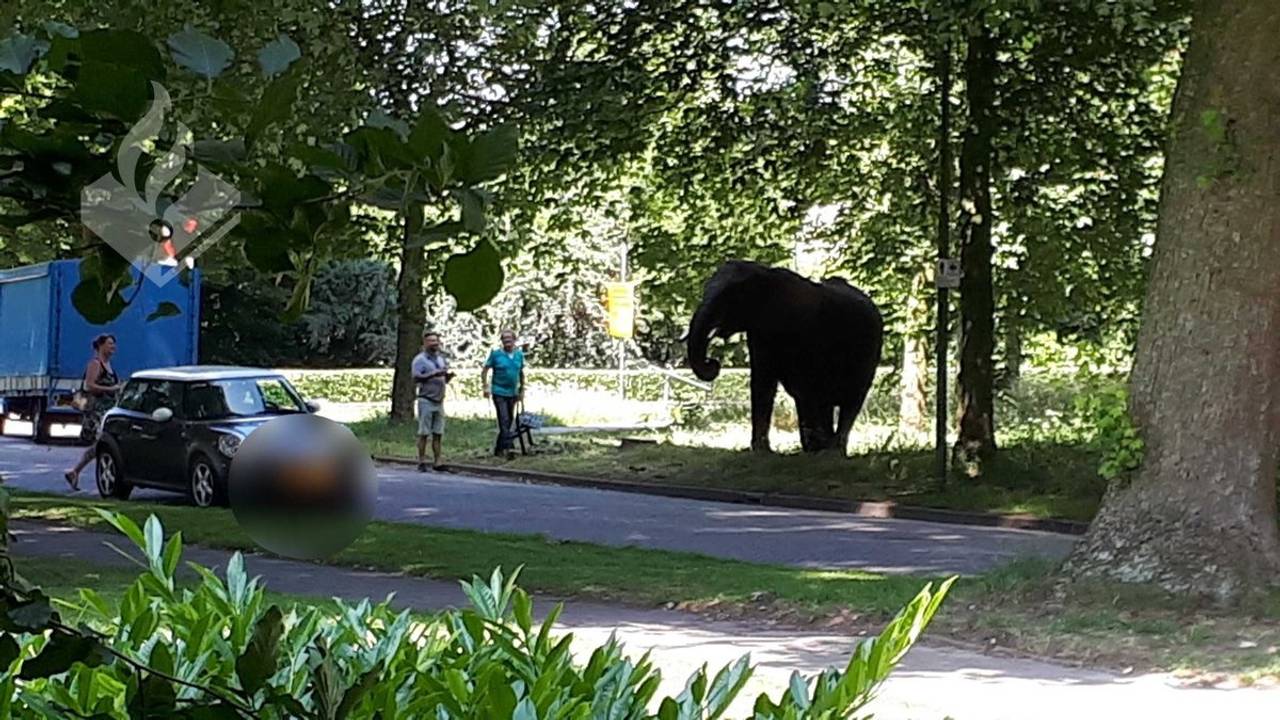 Olifant Buba Foto: Twitter- Ger Roumen