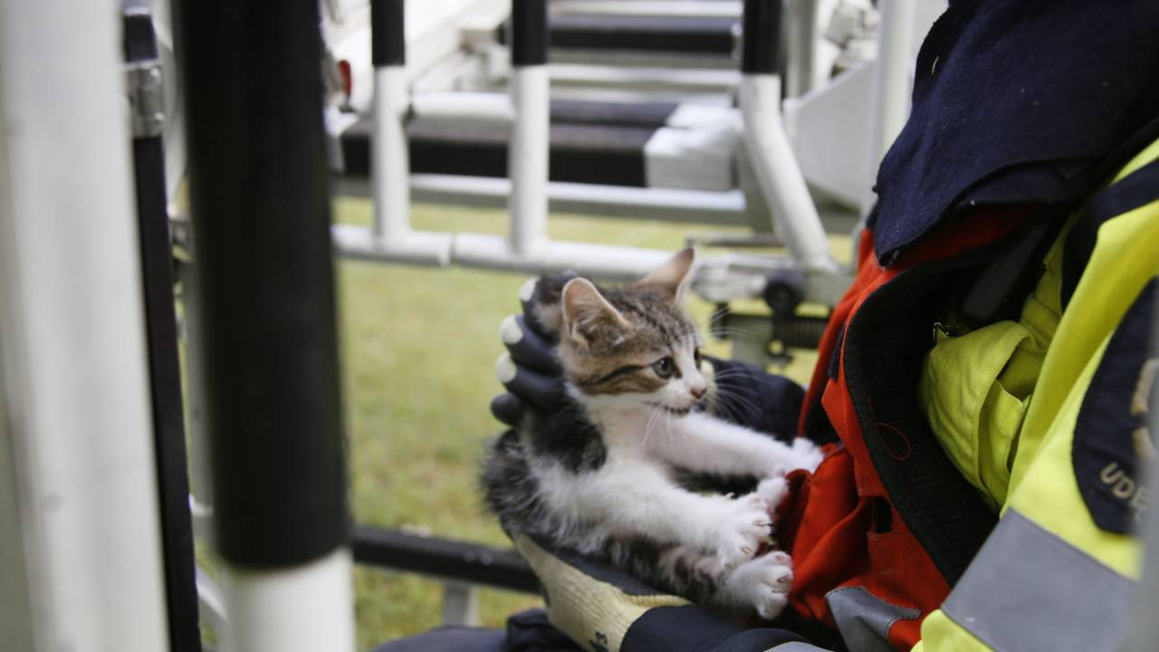 De katjes zaten in een hoge boom. (Foto: Addy Smits/ 112journaal)