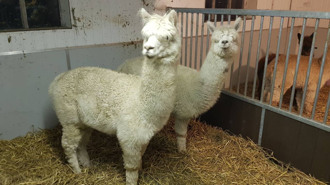 Alpaca's van Campingboerderij Breehees. (Foto: Carolien Schellekens)
