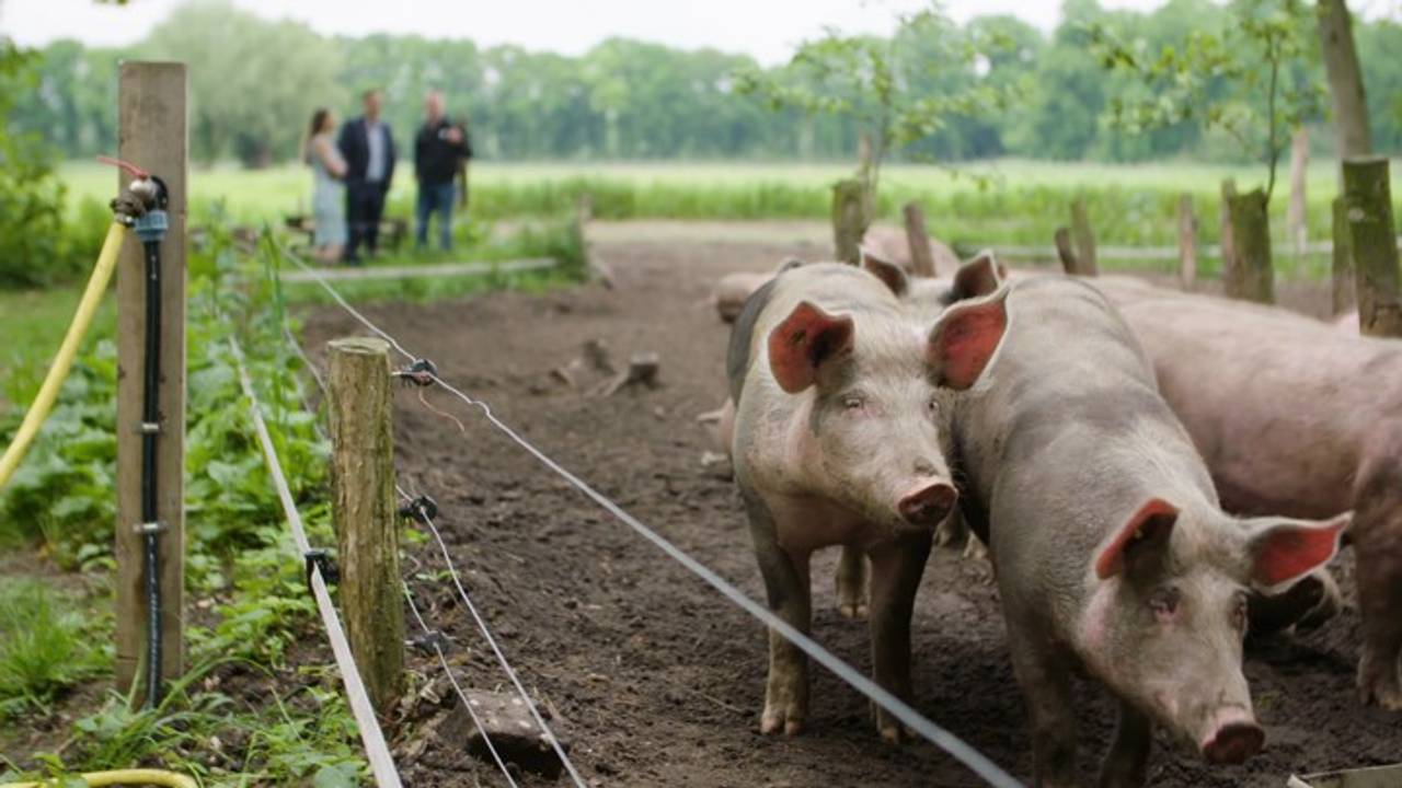 Een paar van de varkens van Herenboerenboeren Wilhelminapark. Foto: Brabant 2050