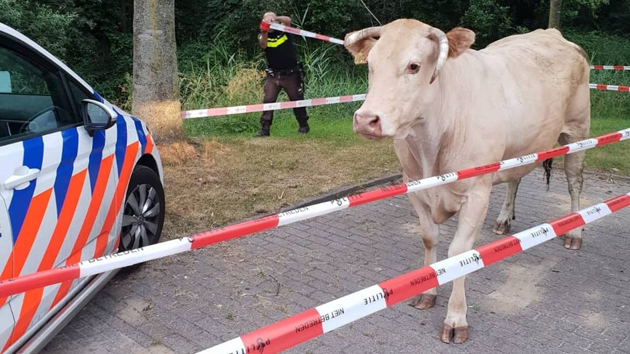Rachid legt de laatste hand aan een geïmproviseerde omheining. (Foto: Rachid al Kahja).