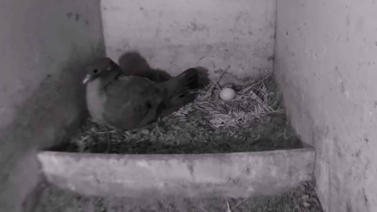 Webcam: Vogelbescherming Nederland