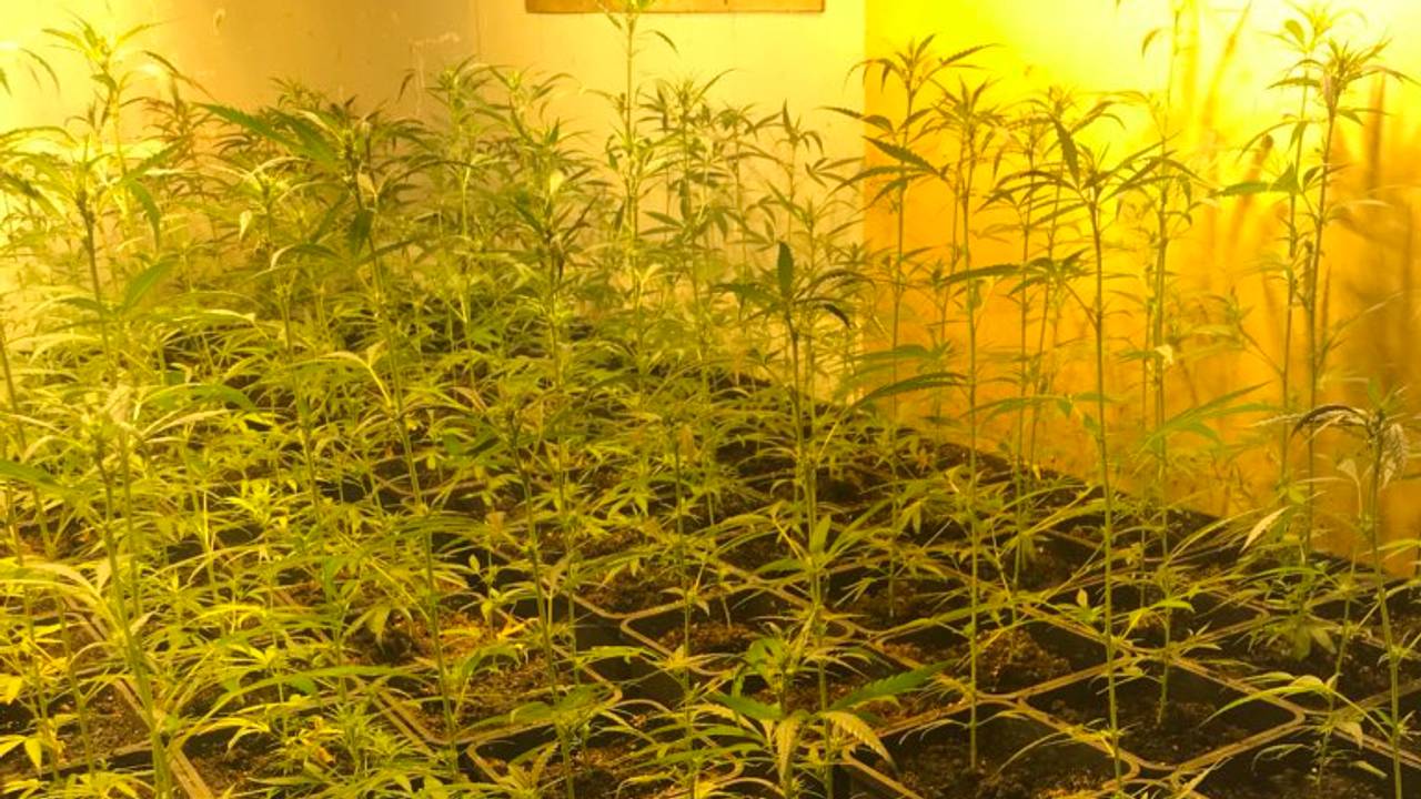 De ontdekte wietplanten. (Foto: politie Tilburg)