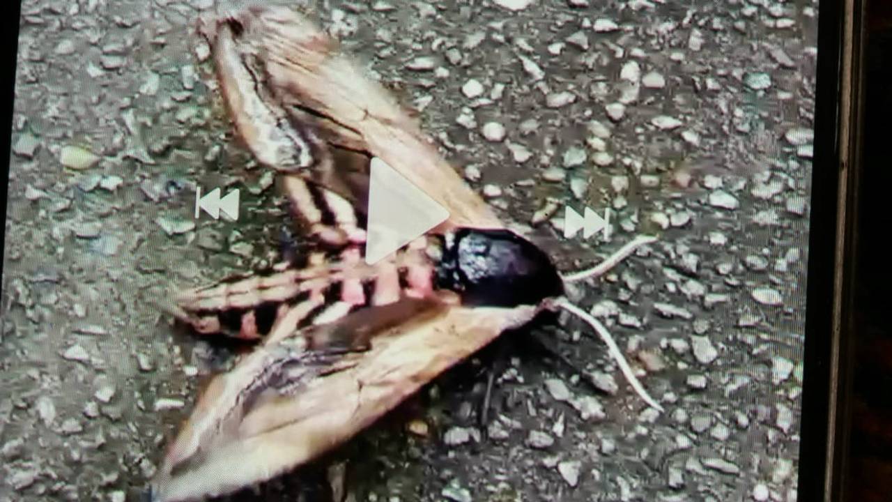 Stuifmail 1 juli: dennenpijlstaart, urntjeswesp, stadsreus ...