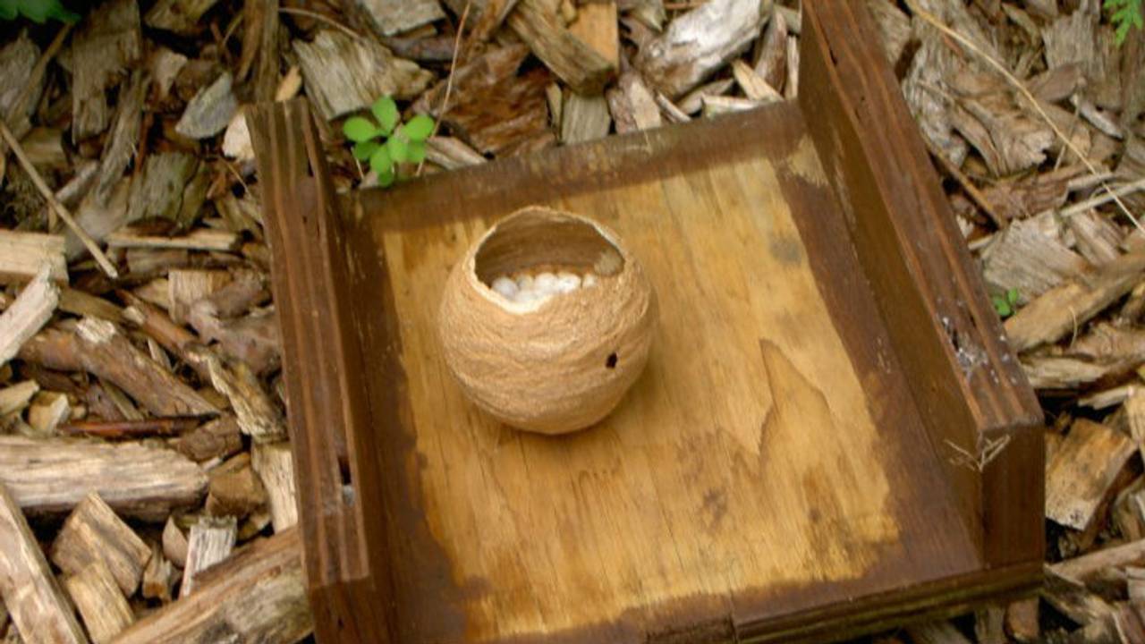 Het begin van een wespennest. (Foto: Adri Klaasse)