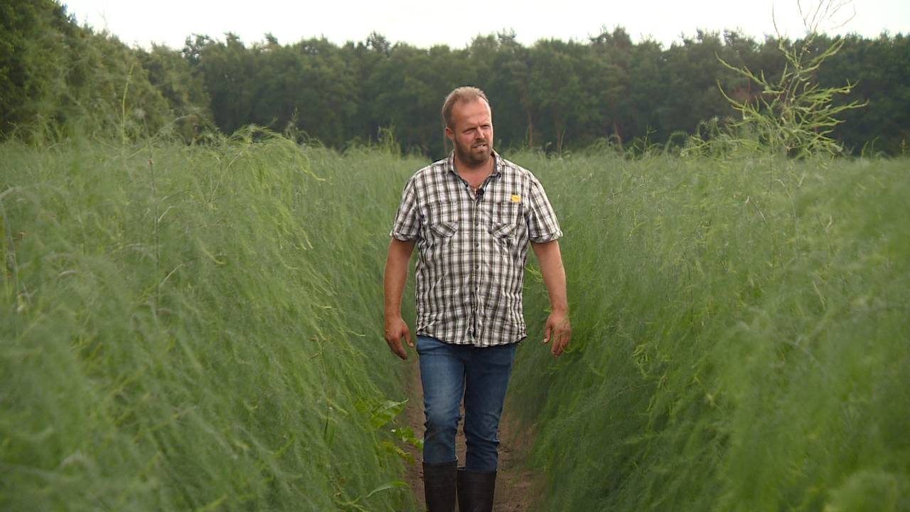 Aspergeboer Eddy van Gennep op zijn land