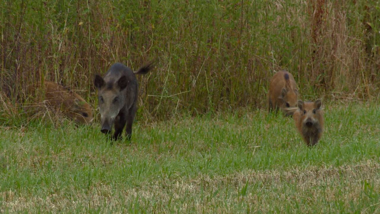 Wilde zwijnen in natuurgebied Valkhorst