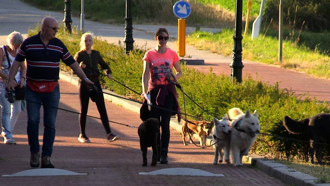 Ongeveer dertig honden doen mee met de hondenvierdaagse.