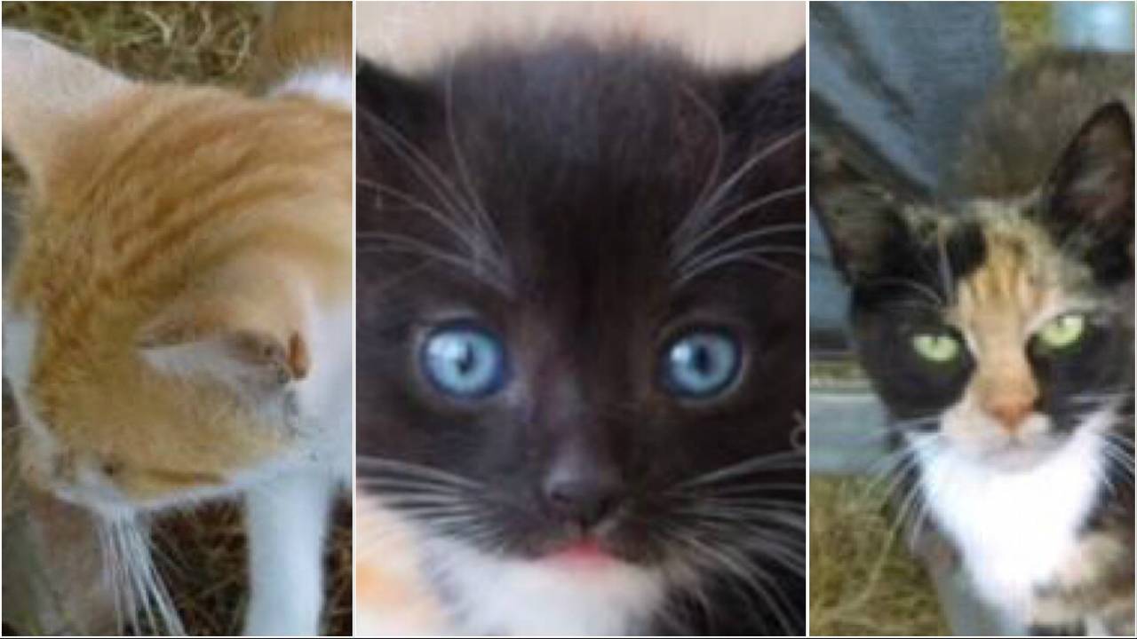 De verweesde katten.