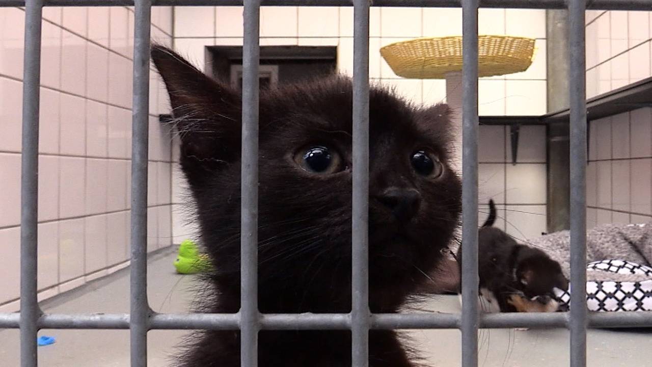 Terra wil dolgraag naar buiten (Foto: Raymond Merkx).