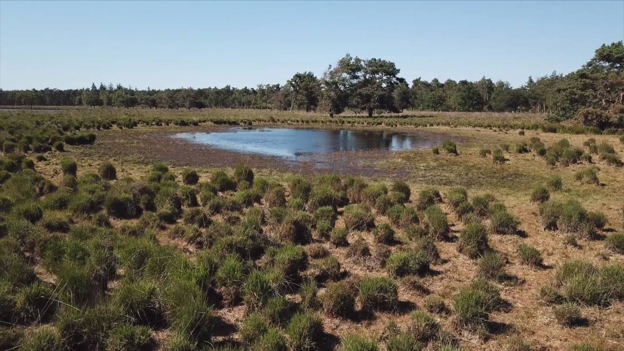 Het Brabantse landschap verandert in een woestijn.