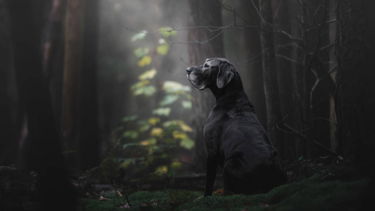 De winnende foto. (Foto: Monica van der Maden)