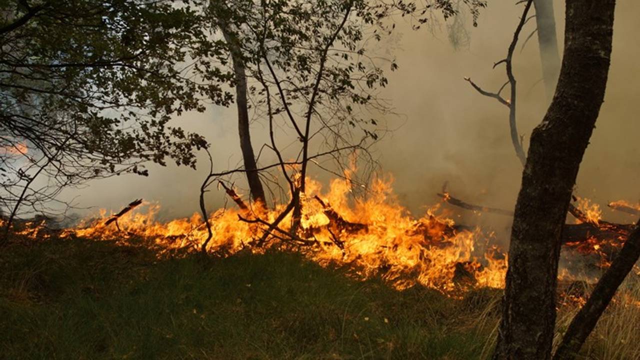 Vorig jaar juli woedde er een grote brand in natuurgebied Loonse en Drunense Duinen. (Foto FPMB)