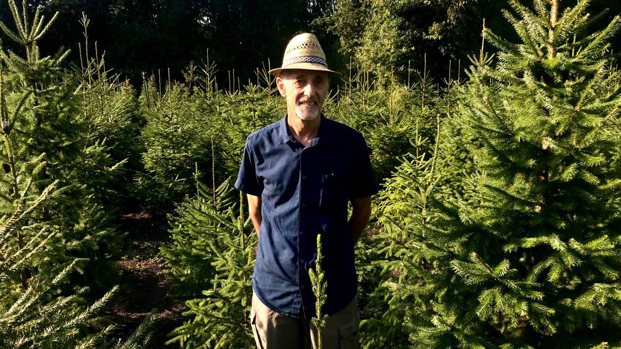Arnold Schouten uit Waalre moet deze dagen extra sproeien om zijn kerstbomen te redden