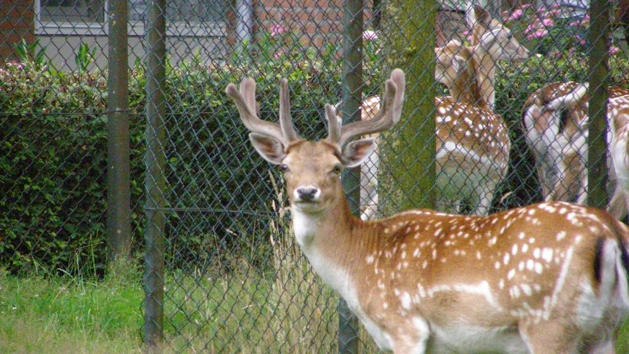 Herten in hun parkje in Hoeven. (Foto: familie Kalis)