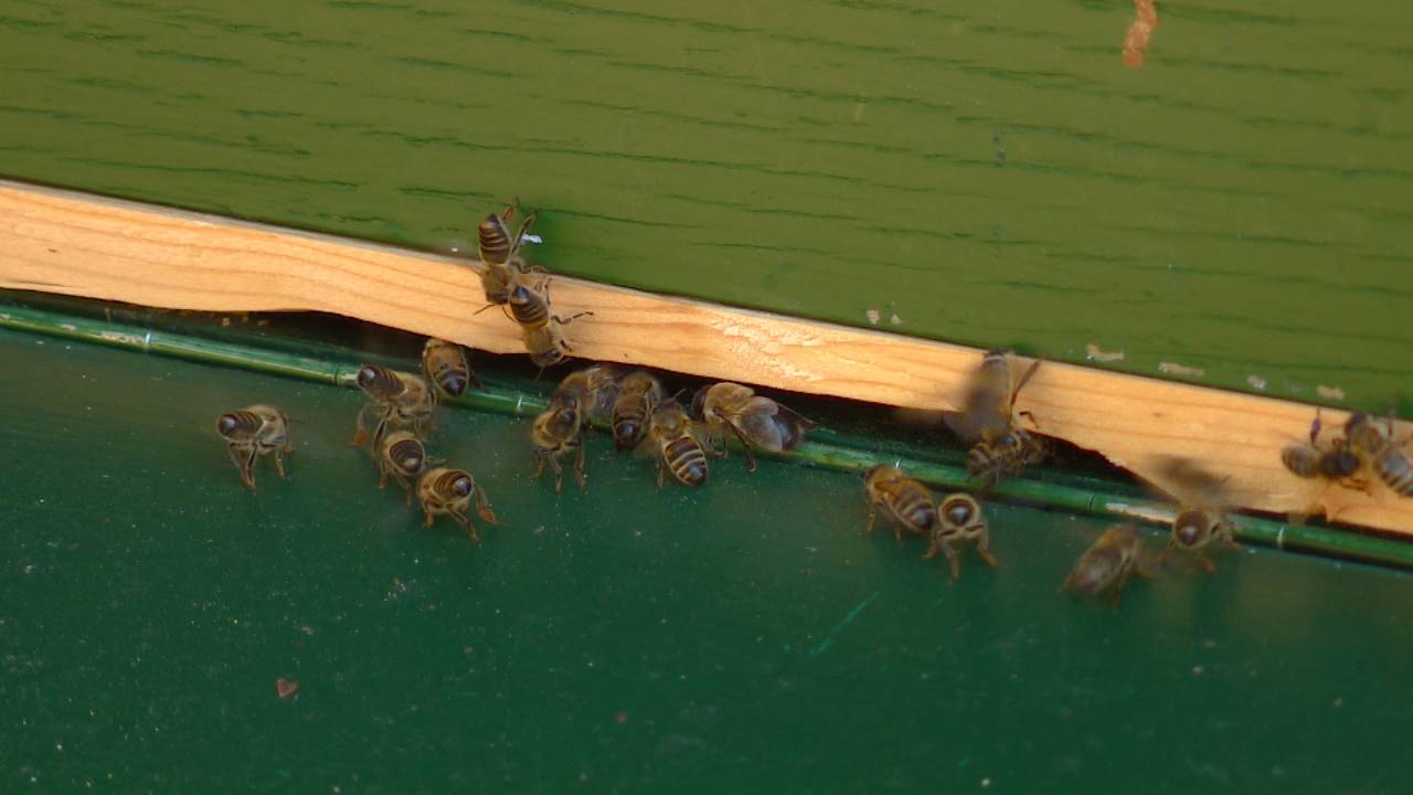 Bij bijenvereniging Sint Ambrosius gaat het goed met de bij