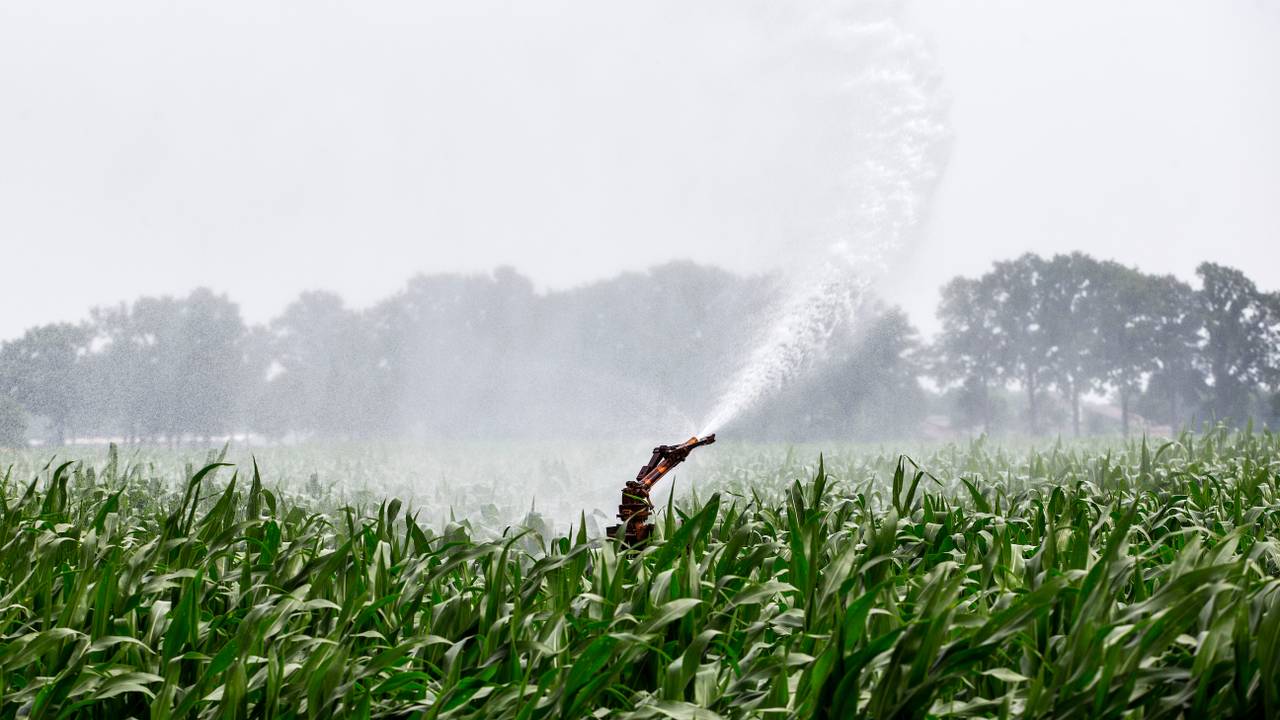 Boeren sproeien door de droogte. (Foto: ANP).