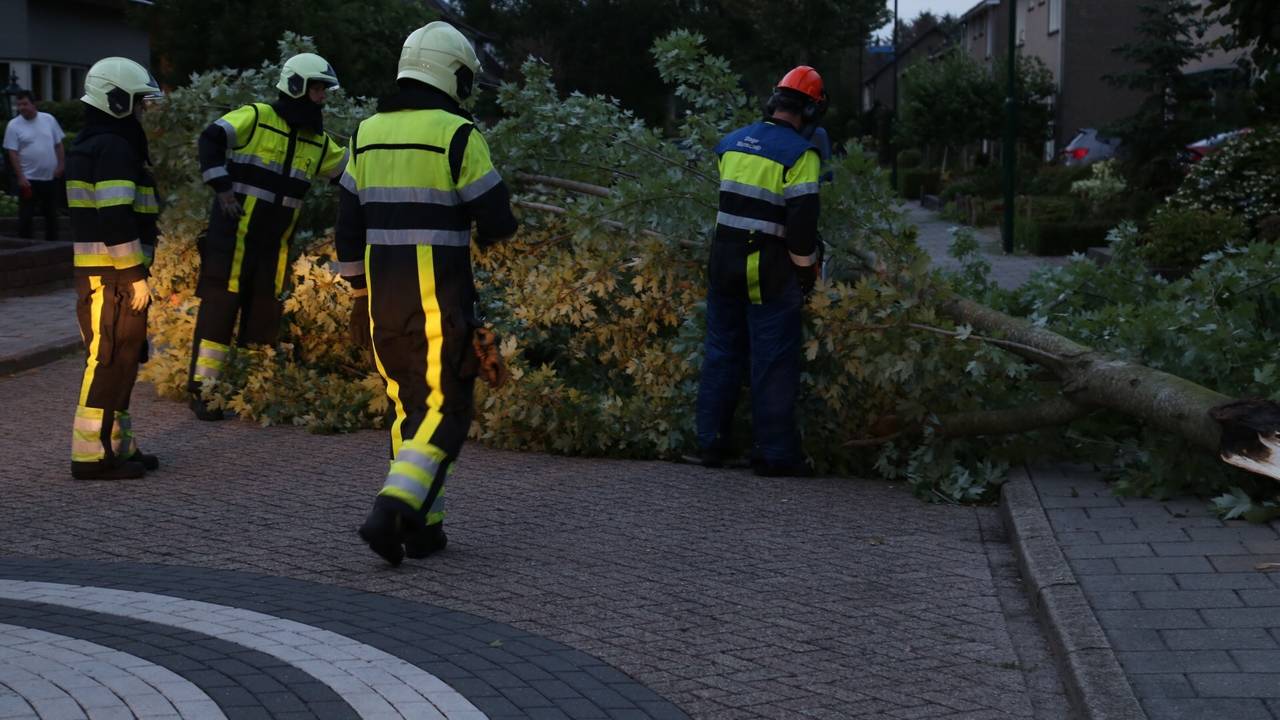 De ene na de ander boom moet van de weg worden gehaald. Door de droogte van de afgelopen periode knakken ze als luciferhoutjes (Foto: Marco van den Broek)