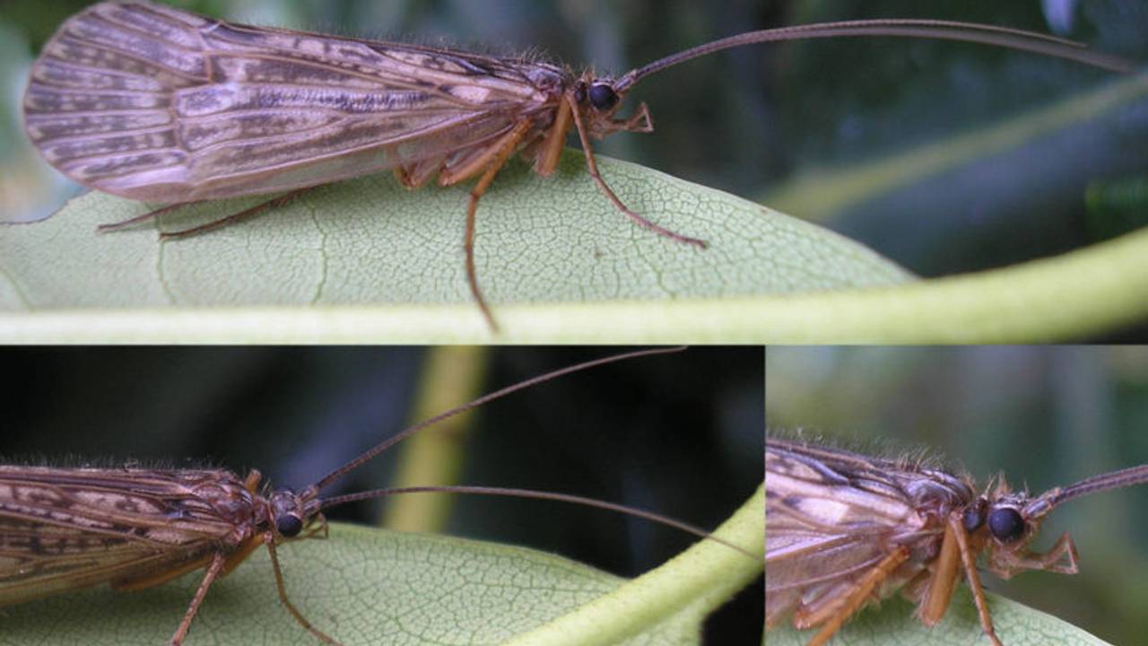 De kokerjuffer is door de droogte voorlopig verdwenen uit Brabant