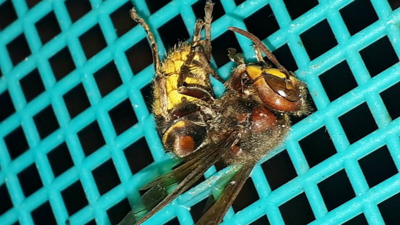 Een Europese hoornaar. (Foto: Will Kemps)