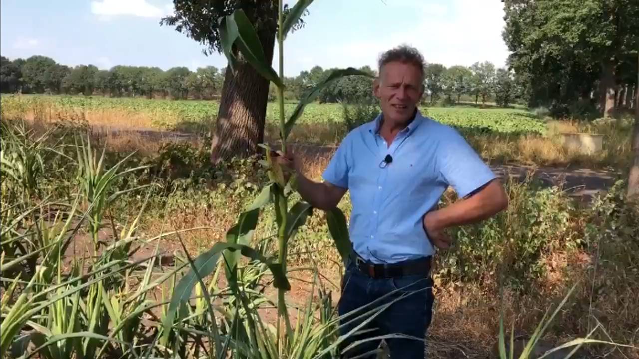 Boer Adrion van Beek bij zijn mais