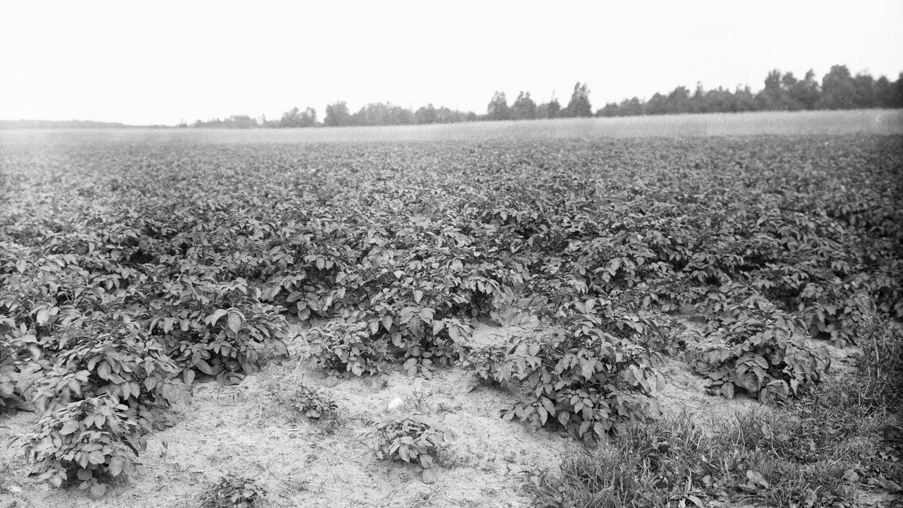 Gratis peperdure aardappelen? (Foto: Wikiimedia)