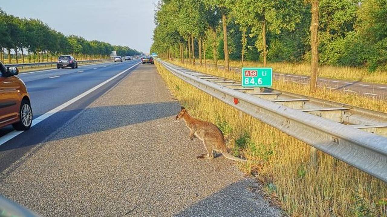 De wallaby op de A58 (Foto: Ron Visser).