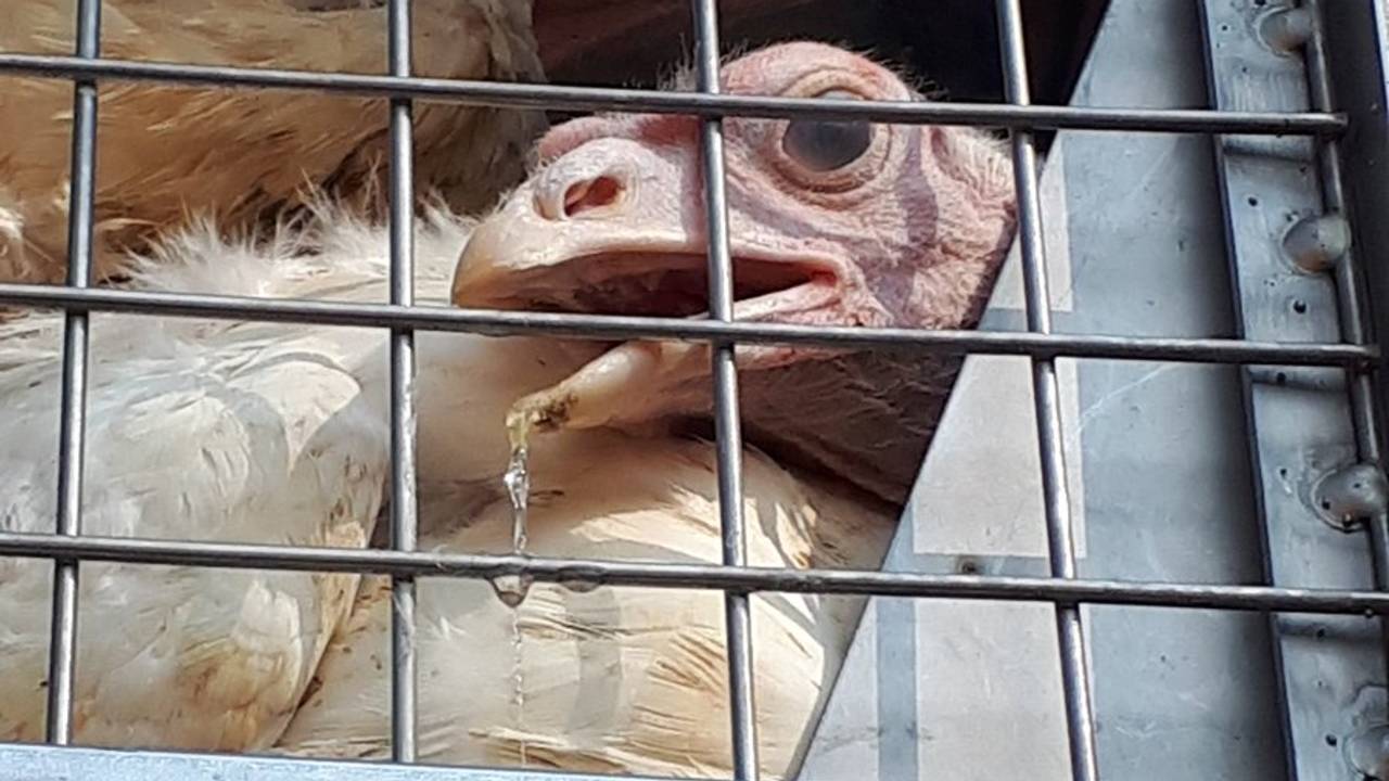 De kalkoenen hadden zichtbaar last van hittestress. (Foto: gebiedsagent Marco/Twitter)