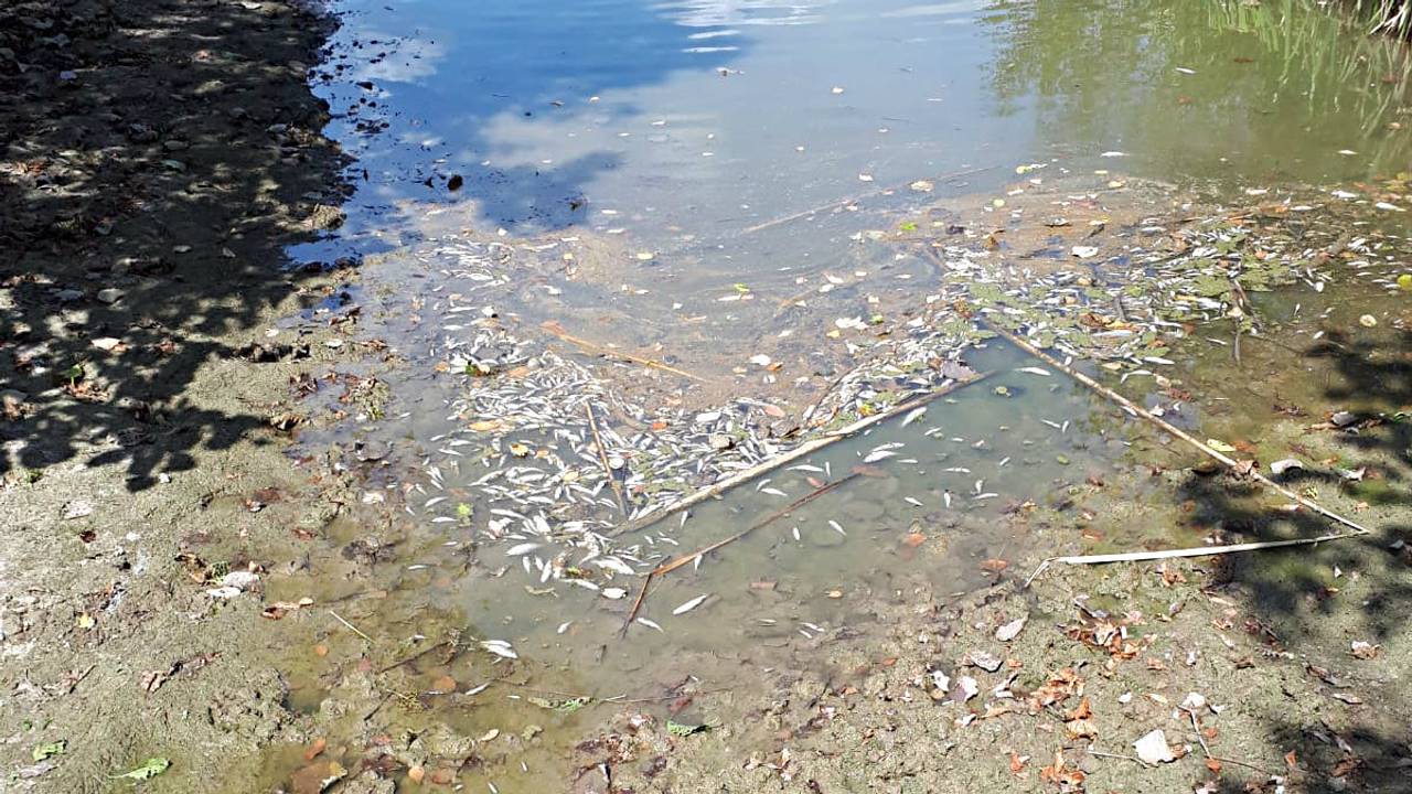 Dode vissen in Meerhoven. (Foto Anthony Verberkt)