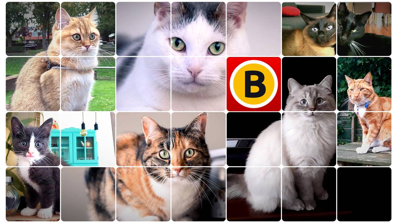 Wie heeft de leukste kat van Brabant?