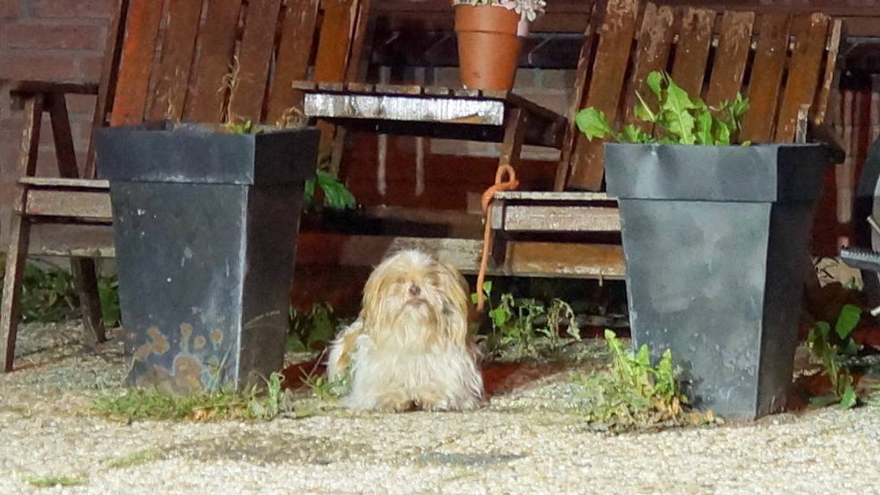 Het hondje komt bij van de schrik (foto: FPMB)