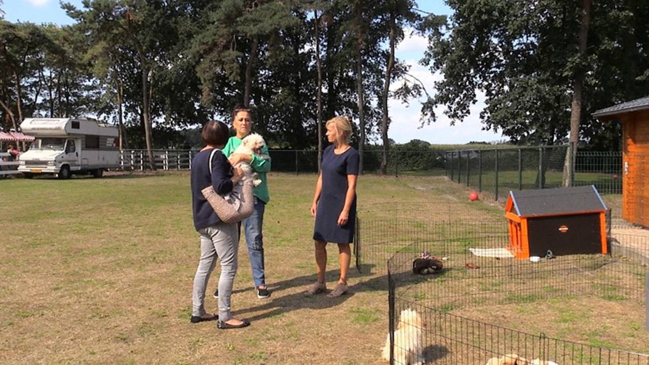 De open dag bij Stichting Dier en Project.