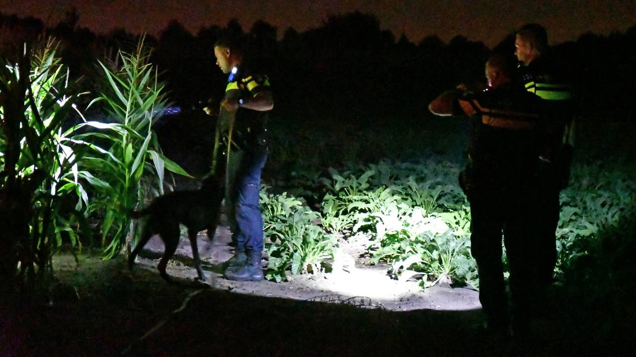 Agenten doorzochten het maisveld. (Foto: Obscura Foto)