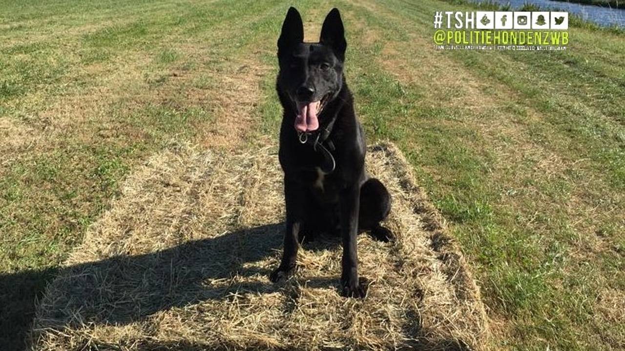 Quando was de inbreker te snel af. (Foto: Politie Zeeland-West-Brabant)