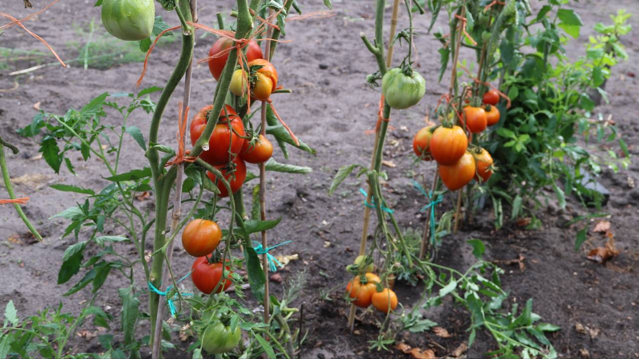 De gewassen in de moestuinen moeten niet worden gegeten. (Archieffoto: Toon Koijen)