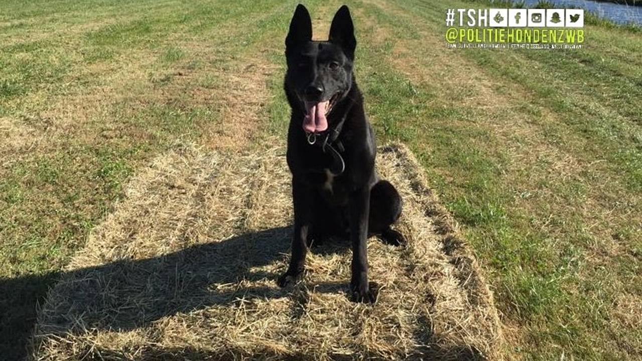 Politiehond Quando (foto: politie)