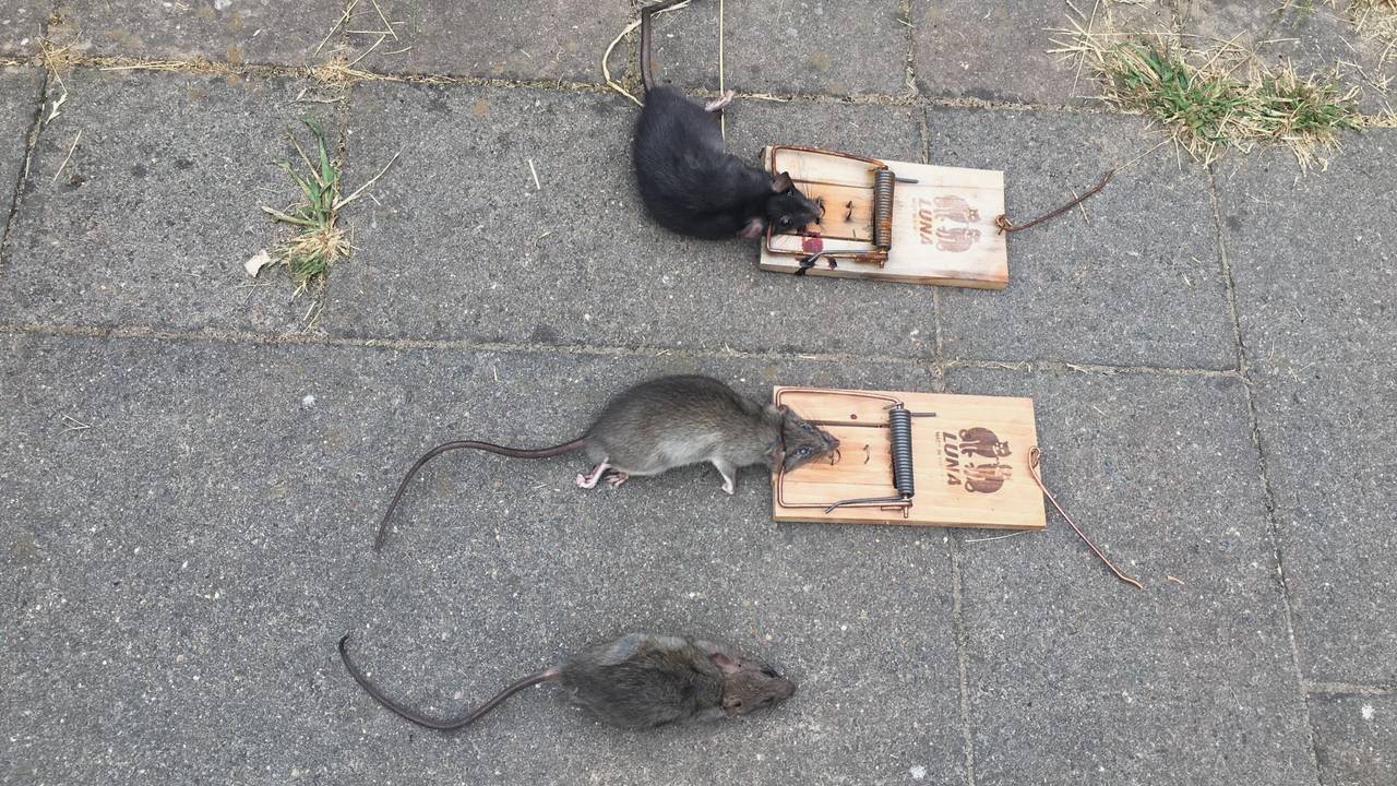 Veel zwarte ratten in Eindhoven-Noord.
