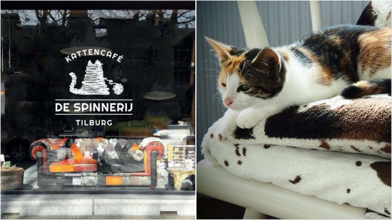 Beeld: Facebook Kattencafé De Spinnerij