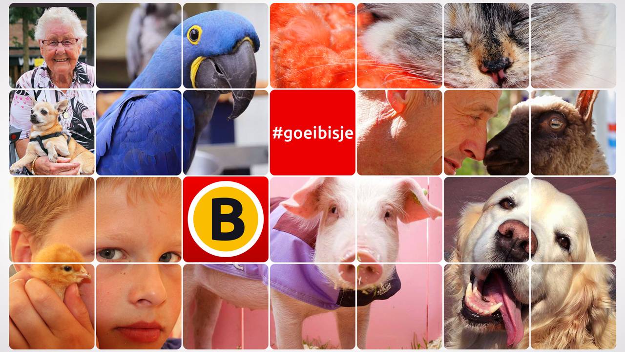 We zijn op zoek naar de liefste (huis)dieren van Brabant!