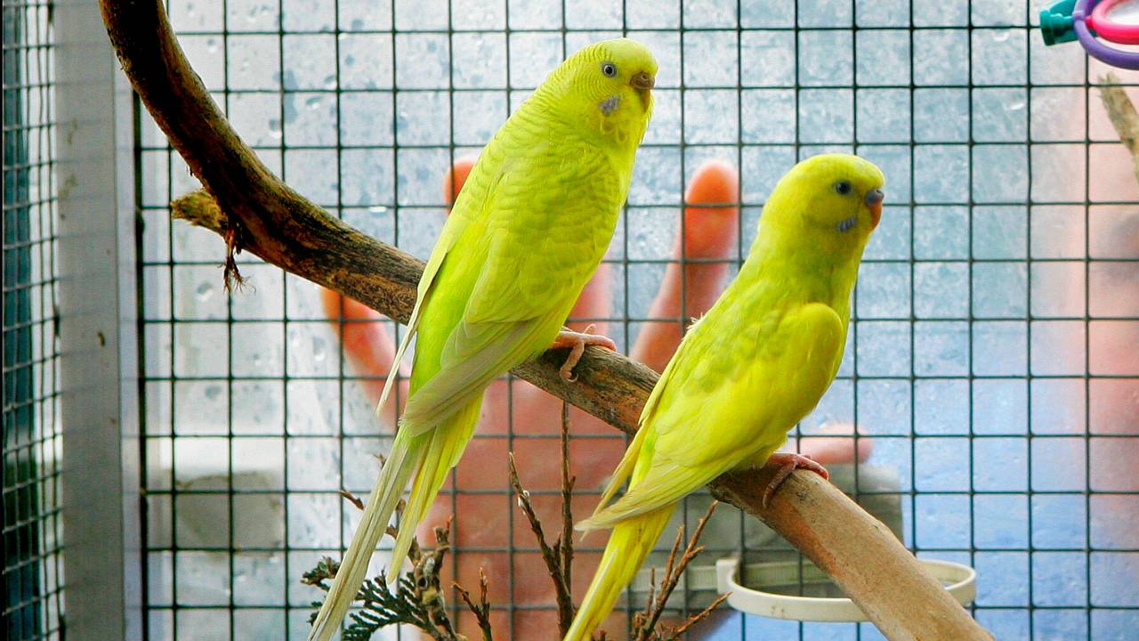 De Dierenbescherming heeft tal van parkietjes gered. (Foto: ANP)