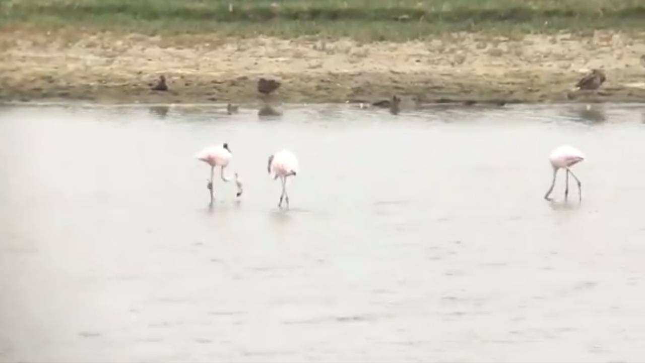 Drie van de zes flamingo's. (foto: Erik de Jonge).