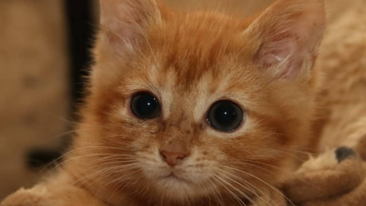 Fair zoekt ook een nieuw baasje. (foto: Stichting Straatkat).